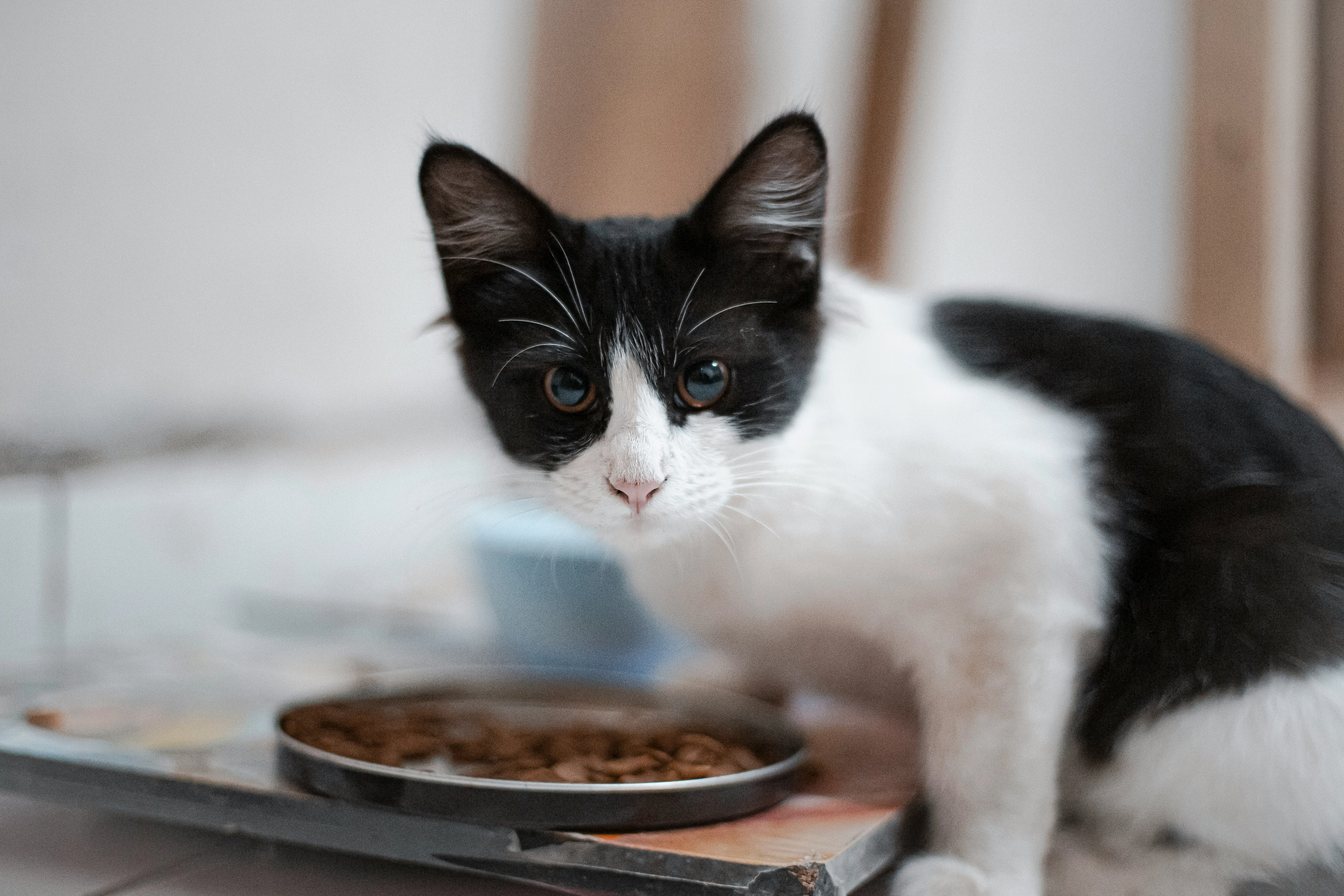 tuxedo kitten eating dry food from a white bowl